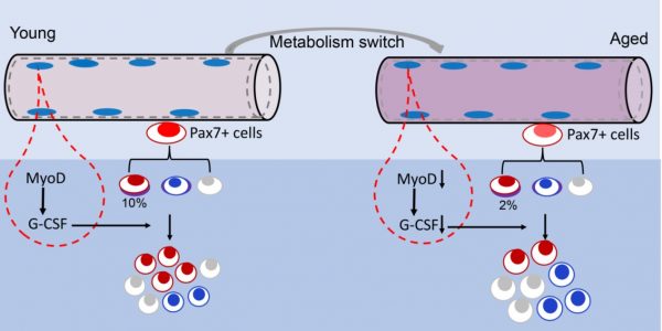 MyoD介導的組織代謝