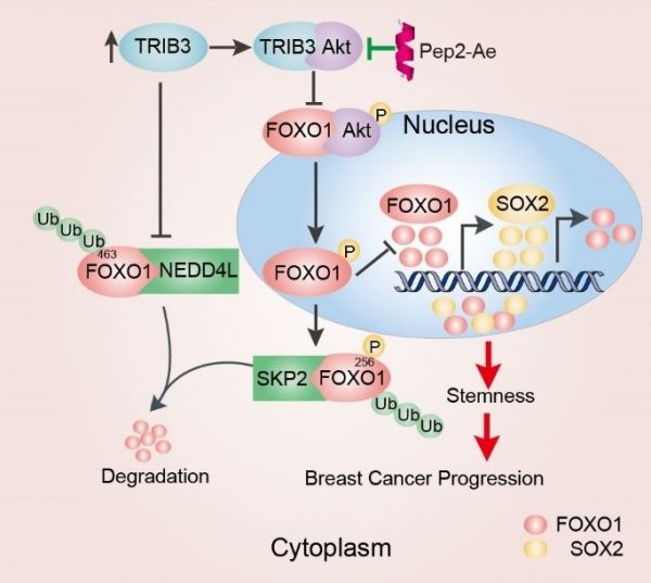 創工 70期 應激與乳腺癌