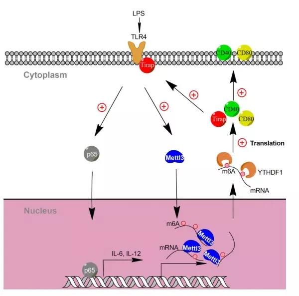 39ed99f34df54e309504ee94780a04df.jpg 51-1.jpg