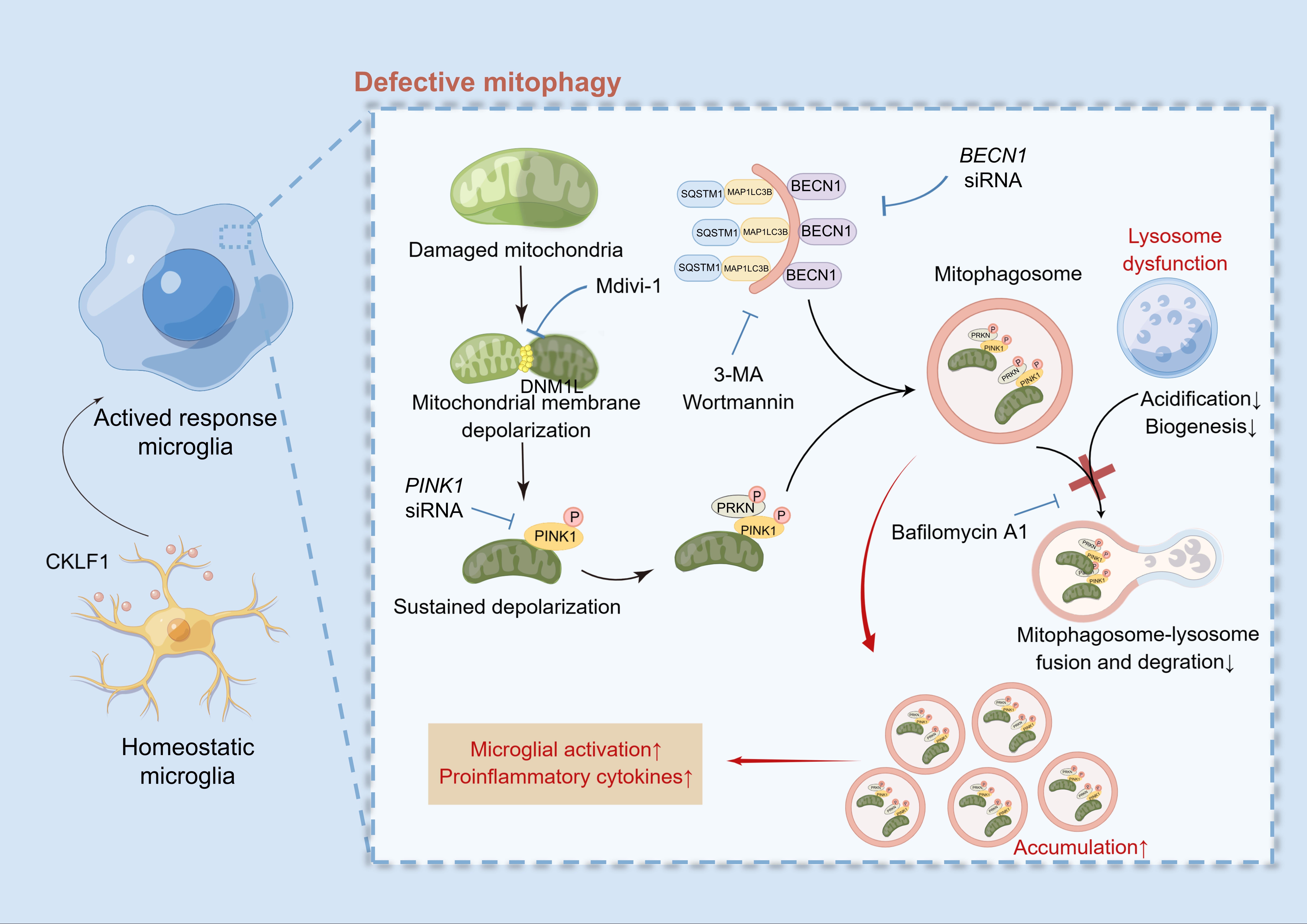 fa5a004fee0b4b41a10a3fa620133cc7.jpg 創(chuàng)新工程進展快報第257期-藥物所-陳乃宏.jpg